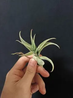Tillandsia edithae チランジア エディシアエ 大株 チランジア エディシアエ Tillandsia edithae うねった葉がぎっしりの