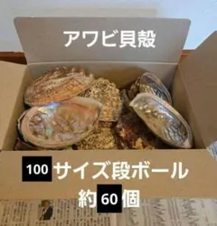 2026年最新】アワビ 貝殻の人気アイテム - メルカリ