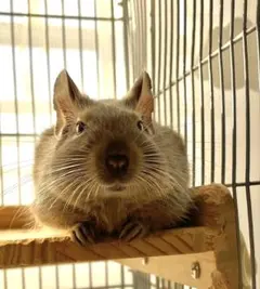 ゆきみ❄️プロフ確認お願いします様専用