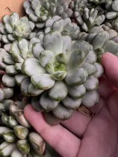 猫〜♡様 リクエスト 2点 まとめ商品