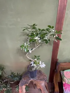 田中様 リクエスト 2点 まとめ商品