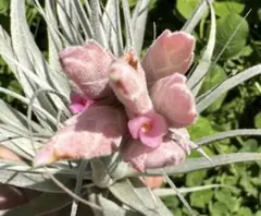 Tillandsia Loliacea FE 速達発送 - メルカリ