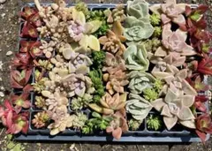 ゆうゆうメルカリ便 多肉植物 カット苗とセダム寄せ植えセット - メルカリ
