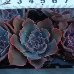 yamabico ☆様 リクエスト 2点 まとめ商品