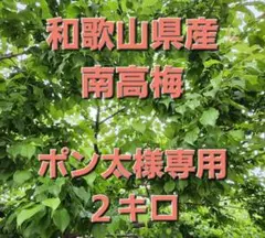 ポン太様専用 南高梅 2キロ