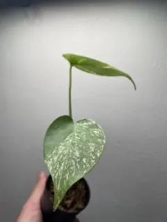 2026年最新】天津蘭の人気アイテム - メルカリ