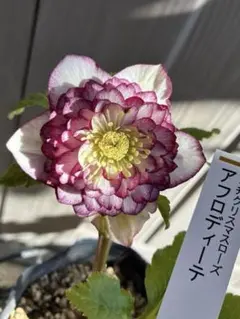 2026年最新】加藤農園 アフロディーテの人気アイテム - メルカリ