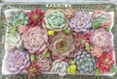 あゆ様 リクエスト 2点 まとめ商品