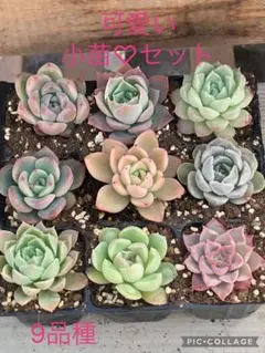 2026年最新】多肉 ピンクフリルの人気アイテム - メルカリ