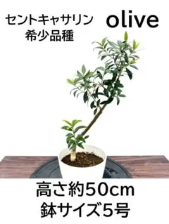 2026年最新】オリーブの木 セントキャサリンの人気アイテム - メルカリ