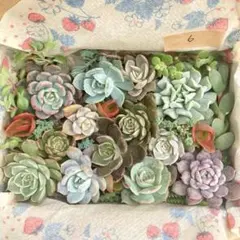 多肉植物カット苗詰め合わせセット⑥