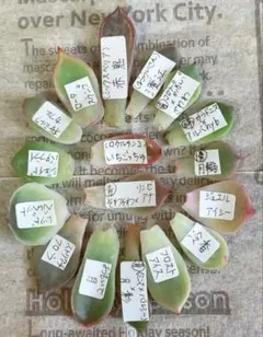 succulent Ma様 リクエスト 2点 まとめ商品