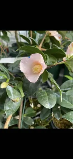 ヤス様 リクエスト 2点 まとめ商品