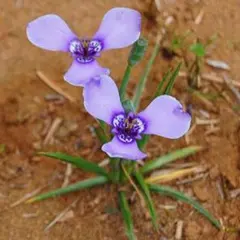 かつどん様 リクエスト 2点 まとめ商品