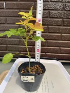 471 バラ苗 バラ挿し木苗 藤色 の - メルカリ