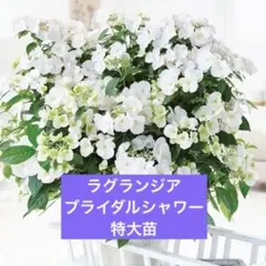超特大　PW ラグランジア　ブライダルシャワー　正規品　2株植え　紫陽花のサムネイル