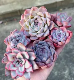 多肉植物　エケベリア　韓国苗　カット苗　寄せ植えセット　ピンク　月光女神錦入り