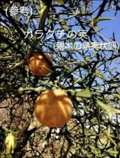 2026年最新】カラタチの種の人気アイテム - メルカリ
