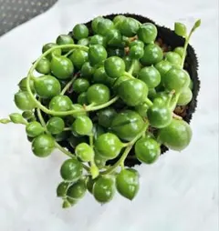 多肉植物＊グリーンネックレス＊抜き苗発送
