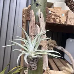 Item thumbnail for item 1903945d-eb2c-4388-891b-173a6dd6cf98