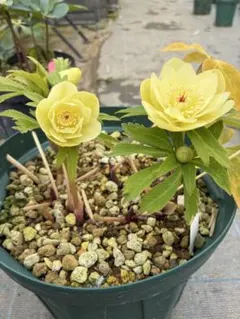 2026年最新】クリスマスローズ 苗 加藤農園の人気アイテム - メルカリ