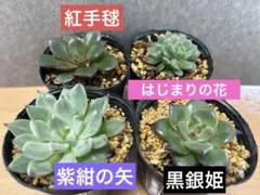 おらいさん　ミックスベリア　黒銀姫　紫紺の矢　紅手鞠　はじまりの花