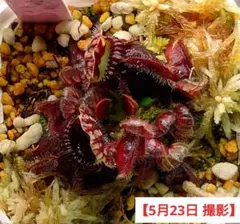 セファロタス ハマーズジャイアント 食虫植物 【匿名配送】 - メルカリ