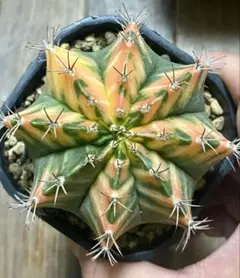 【特選】ギムノカリキウム ミハノビッチ 緋牡丹錦 直径7cm 以上　ポット発送のサムネイル