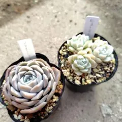 ゆうこりん様 リクエスト 2点 まとめ商品