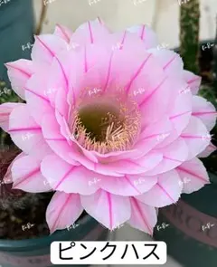 kouki's様 リクエスト 5点 まとめ商品