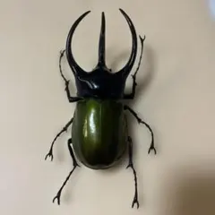 セマルハコガメ　フィギュア　白蛇　アルビノアオダイショウ　抜け殻 セマルハコガメ フィギュア 白蛇 アルビノアオダイショウ 抜け殻 動物