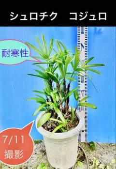 ③シュロチク 観葉植物 露地 鉢底から150cm - メルカリ