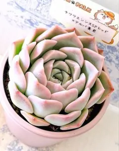 さいりん 札付きポットごとメルカリ便ファームパルクさん苗 - メルカリ