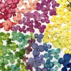 マロンとチェリー様専用ぺージになります。アナベル(2㎝以内)