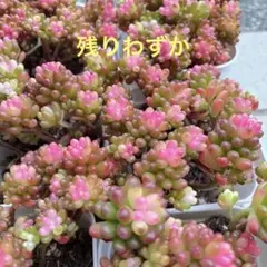 多肉植物 レッドベリー錦 1鉢　抜き苗 斑入り 美苗 紅葉 綺麗 希少