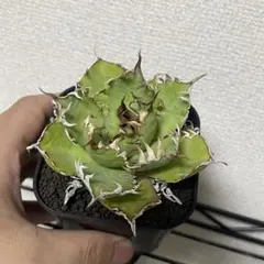 フィリグリー アガベ チタノタのサムネイル