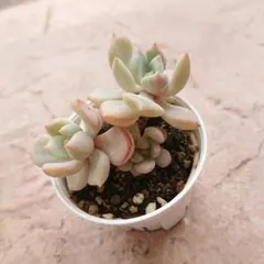 クラッスラ デルトイデア タンクアカルー 抜き苗 多肉植物 - メルカリ
