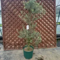 2025年最新】オリーブの木 ミッションの人気アイテム - メルカリ