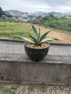 アガベ 観葉植物 鉢植え - メルカリ