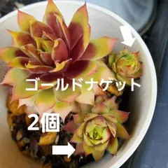 2026年最新】センペルビウム ゴールドナゲットの人気アイテム - メルカリ