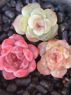 久*）様 現品　新作　多肉植物　エケベリア　小苗　3株　5cm鉢