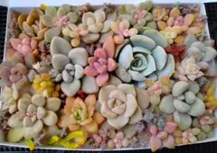 多肉植物　エケベリア　セダム　小苗　寄せ植えセット　匿名配送