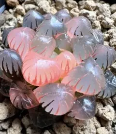 あ*あ様 多肉植物　ハオルチア　OB-1紫オブツーサ錦　極上斑　鮮明錦