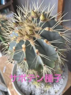 サボテン 王冠竜 8号 希少品 ビッグサイズ 本物 観葉植物 ロックガーデン サボテン 王冠竜 8号 希少品 ビッグサイズ 本物 観葉植物 ロック
