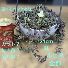 アヒル)これ全部❣️ルビネ　カット。抜き苗やハンギングポットごとに変更可