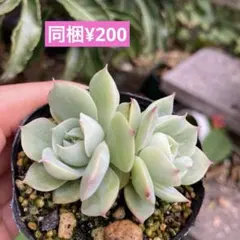 雪顔 多肉植物 プラグ苗(抜き苗)3苗 ランダム発送 - メルカリ