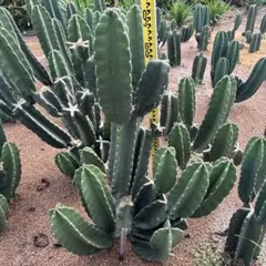 2025年最新】サボテン ブランチの人気アイテム - メルカリ