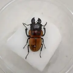 ※良型　ヤスオカツヤクワガタ♂野外標本 imgrc0079528583.jpg
