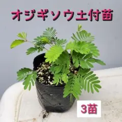 オジギソウ苗　ネムリグサ　おじぎ草　土付苗　オジギソウ　苗　花苗　No.6のサムネイル