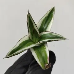 2026年最新】アガベ 氷山の人気アイテム - メルカリ